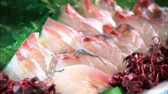 關竹莢魚·關鯖魚