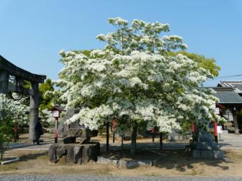 岡湊神社的流蘇樹