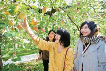 在福岡採蘋果
